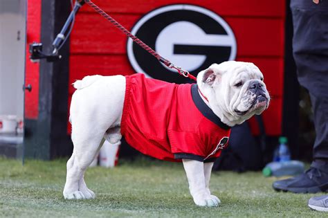 Tuesday Morning ‘dawg Bites Is Looking To Lock It Up Dawg Sports