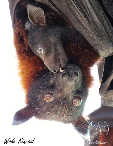 7 Of The Most Fascinating Facts About The Lubee Bat Conservancy