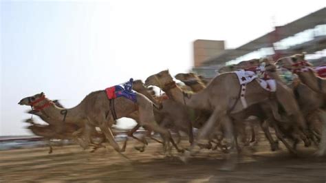 camel racing centuries old traditions with modern twist hindustan times