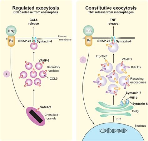 Regulated And Constitutive Exocytosis Of Cytokines Representative