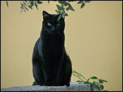 Beautiful Black Cat Green Eyes Cat Buy A Cat Cat Photo Cat Love