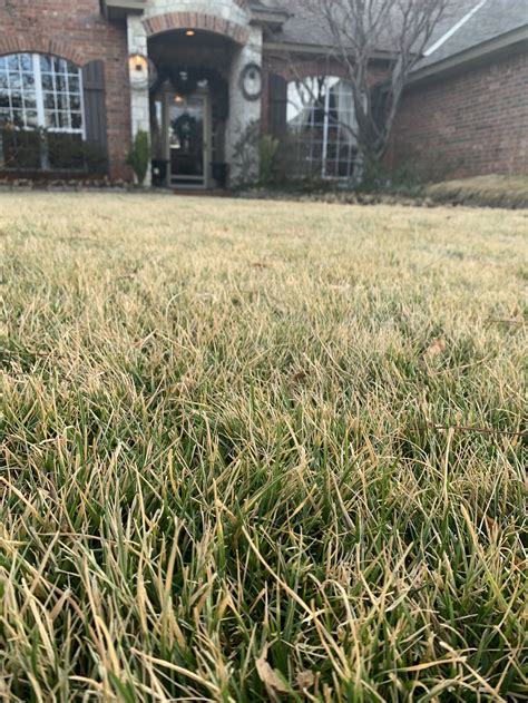 What Is Up With Fescue Lawns This Winter — Hall Stewart Lawn And Landscape