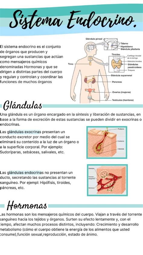 Sistema Endocrino Resumen Cosas De Enfermeria Anatomia Y