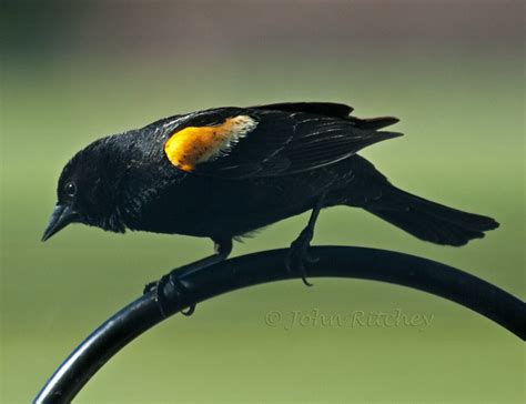 They may catch insects in flight (on the wing) or they will. Orange Winged Black Bird | Flickr - Photo Sharing!