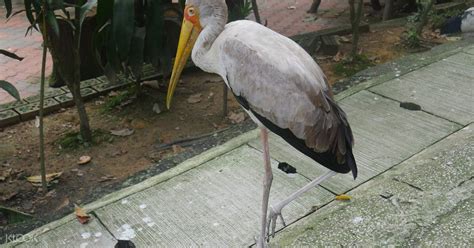 Be the first one to rate! KL Bird Park Admission Ticket With One Way Transfer in ...
