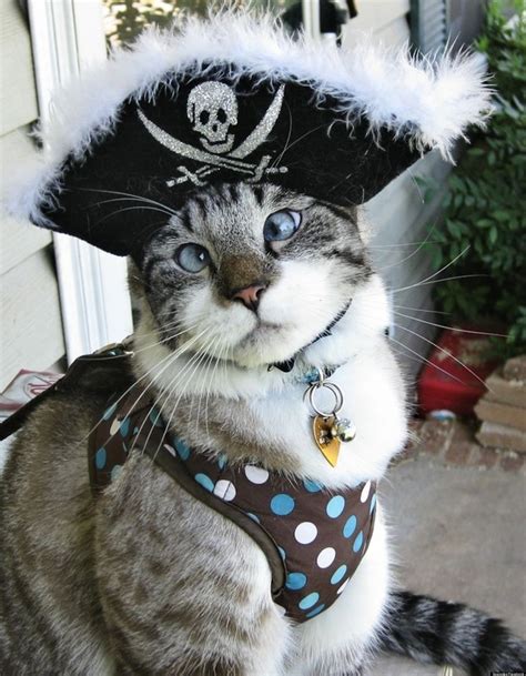 Spangles The Cross Eyed Cat Is A Facebook Hit Pictures