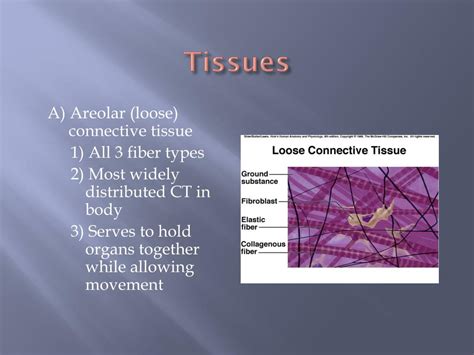 Ppt Tissues Powerpoint Presentation Free Download Id2182075