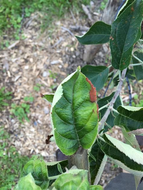 Leaf Curl On Young Apple Trees General Fruit Growing Growing Fruit