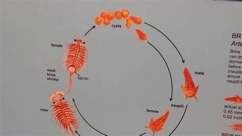 Baby brine shrimp are also good for fry because they are high in protein, are easily digestible, and can survive for hours in the fry tank, giving the fry a more continuous food source. How To Raise Brine Shrimp To Adults