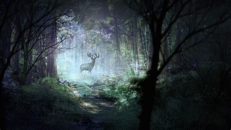 Wallpaper Deer Forest Light Art Wildlife Hd Widescreen High