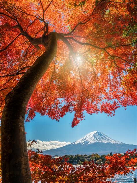 Mount Fuji In Autumn Color Japan Stock Photo Image Of Colour Cherry