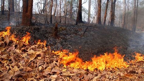 We'll tell you what you can do to make it better, in terms of saving the environment! WV MetroNews Soggy start to forest fire season - WV MetroNews