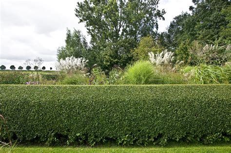 Privet Plant Care And Growing Guide