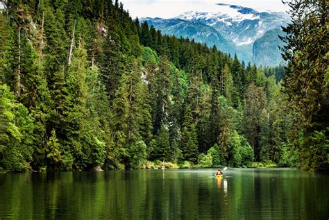 Ancient Trees Of British Columbias Great Bear Rainforest Rsn News