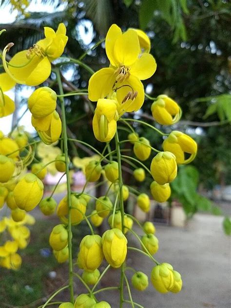 3 = purple and yellow flowers name. 32+ Beautiful Yellow Flowers With Names and Pictures ...