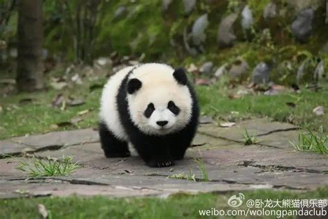 Giant Panda Zhi Hua Dian Dian At Bifengxia パンダ
