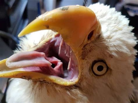 The Most Terrifying Bird Mouths Barnorama