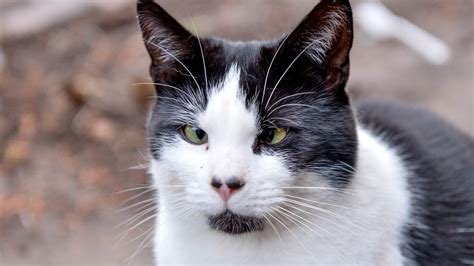 Dumped Cross Eyed Cats Looks Putting Off Potential Owners Itv News