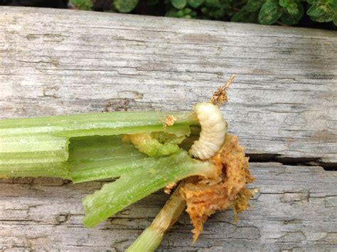 Check spelling or type a new query. Strange Gardener: Problems with growing zucchini - part 3