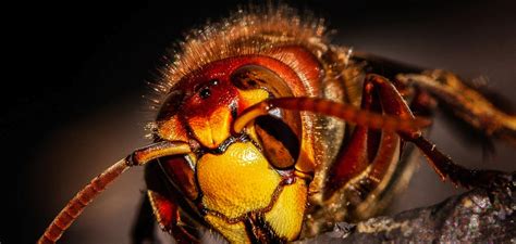 Veteran owned pest control company. Pest Control Top F.A.Q. Questions Answers - Brown Reclusinator