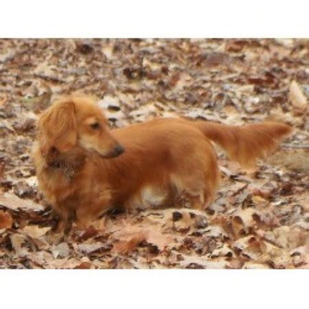 Deposits are taken to reserve the puppy you want. Dachshund (Doxie) breeders in North Carolina | FreeDogListings