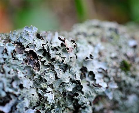 Are All Fungus Dangerous To Trees Keil Tree Experts Inc