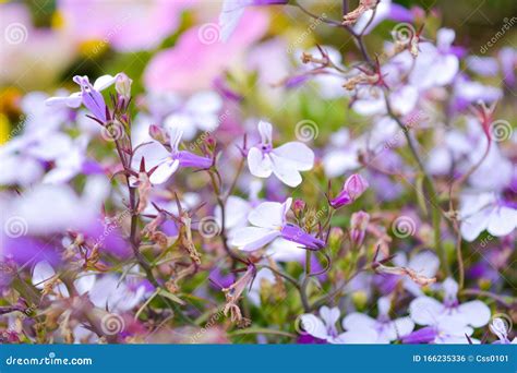 Lobelia Flowers In Summer Garden Cascade Purple Flowers Blooming In