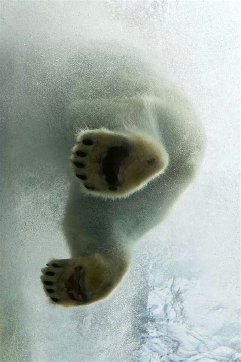 Polar Bear Feet Polar Bear Polar Bear Paw Polar
