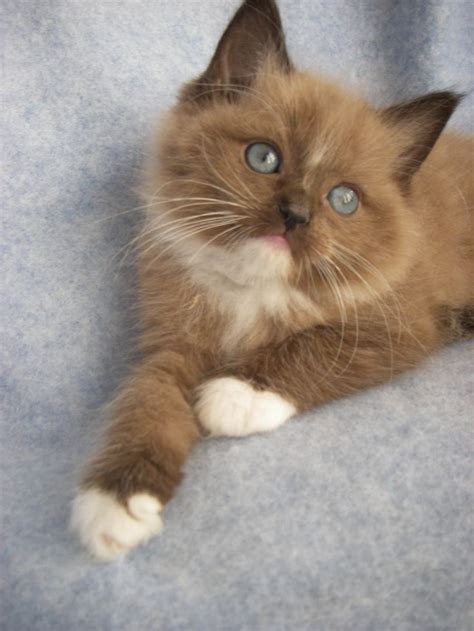 14 Best Images About Ragdoll Cats On Pinterest