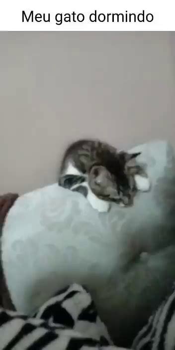 Meu Gato Dormindo IFunny