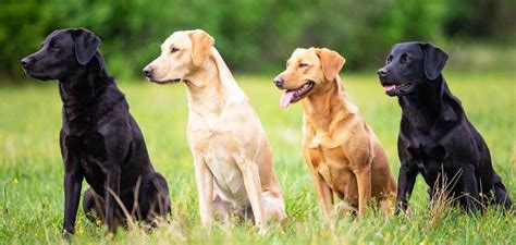 Labrador Retriever Life Span How Long Do Labs Live Labrador Time