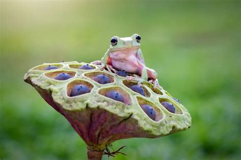 Dumpy Frog O Rana Verde En Flor De Loto Foto Premium