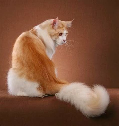 Check spelling or type a new query. TOMKUU: Maine Coon - Kucing Raksaksa