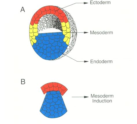 Figure 1 From Mesoderm Inducing Factors And The Control Of Gastrulation