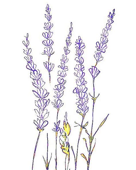 Lavender High Elevation Çiçek çizimi Küçük Dövmeler Çiçek Dövmeleri