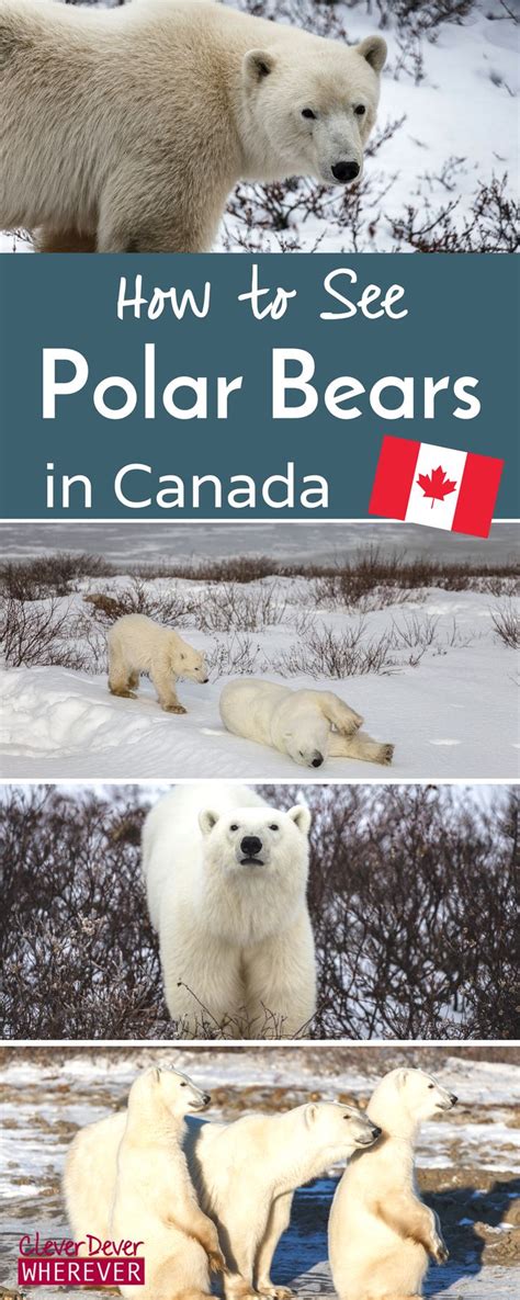 What You Need To Know About Seeing Polar Bears In Churchill