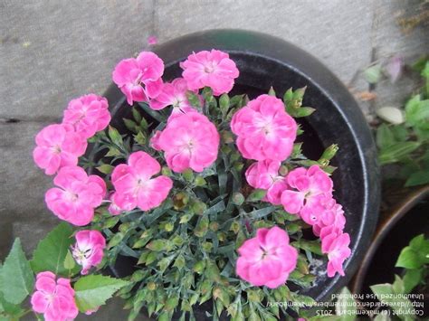 Maybe you would like to learn more about one of these? Plant Identification: CLOSED: Pink flower that looks like ...