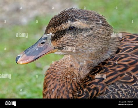 Rouen Duck Female Stock Photo Alamy