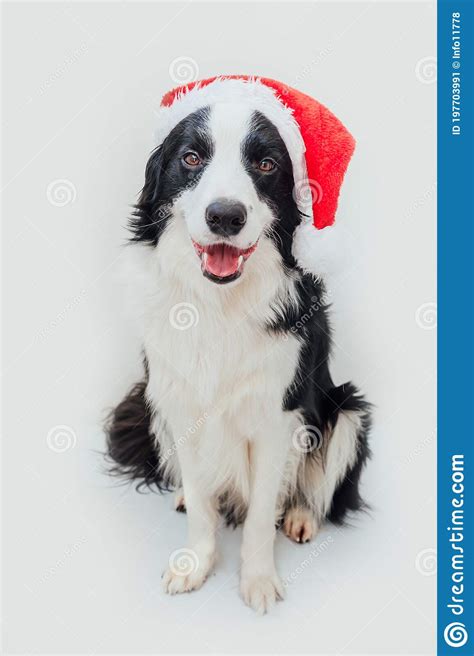 Funny Studio Portrait Of Cute Smiling Puppy Dog Border Collie Wearing