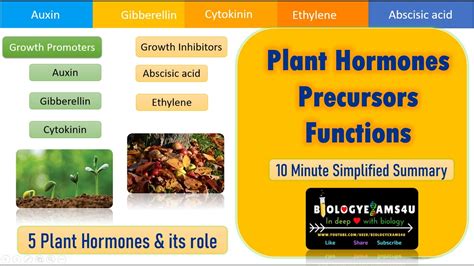 5 Major Plant Hormones Precursors And Their Function A Simplified