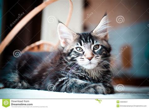 Home » resolutions » 1080×2340 wallpapers. Black Tabby Color Maine Coon Kitten Stock Photo - Image ...