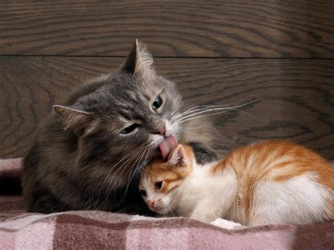Some friendly, outgoing felines might hardly ever hiss, while a more shy, reserved cat will resort to it whenever unsure of a situation. Why Do Cats Lick Each Other? - Grooming Behavior