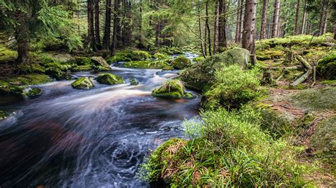 Mountain Stream Rocks Forest With Pine Trees Green Moss Bushes Best Hd
