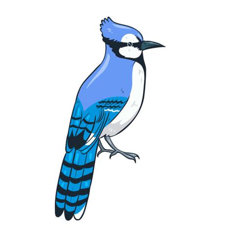 Animal Bird Blue Jay Cartoon Illustrations Royalty Free Vector