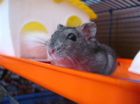 Free photo: Hamster, Animal, Pet, Cute - Free Image on ...