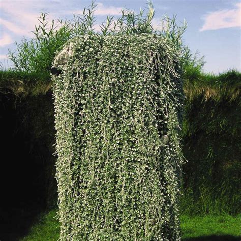 Content filed under the ground cover plants category. Dichondra Seeds - Dichondra Argentea Silver Falls Ground ...