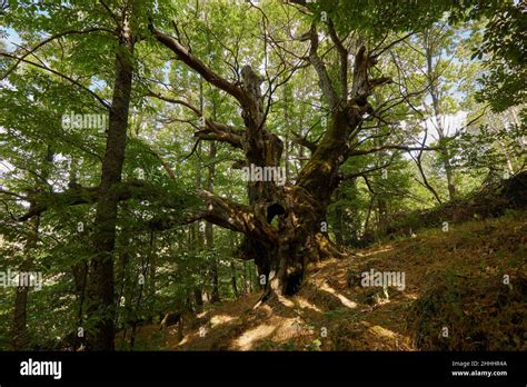 Ancient Chestnuts Trees In A Forest Stock Photo Alamy