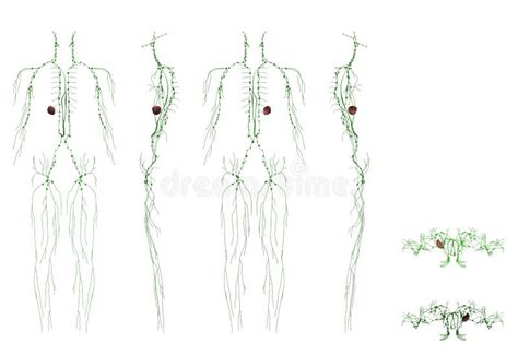 Anatomy Male Lymphatic System Various Angles Stock Image Illustration