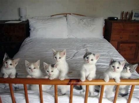 A Whole Bed Full Kittens Cutest Crazy Cats Cute Cats