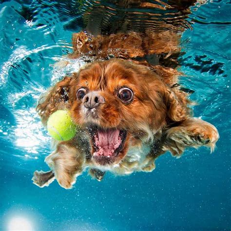 Underwater Dogs The Funniest Pictures Of Swimming Dogs